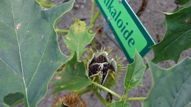 Datura Stechapfel hochgiftige Samen