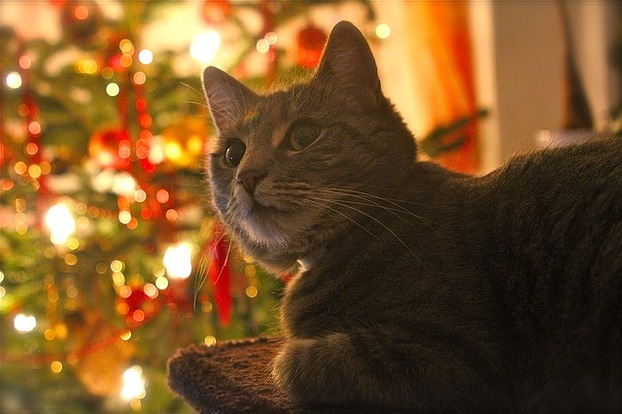 Die Katze und der Weihnachtsbaum.