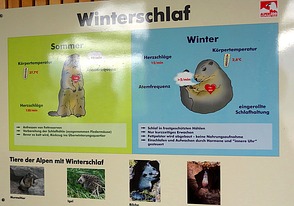 Bildtafel Winterschlaf im Alpenzoo