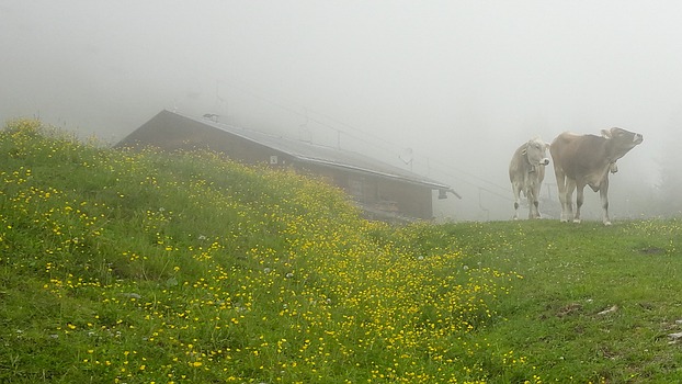 Kühe in der Axamer Lizum