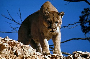 Puma (lat.: Puma concolor)
