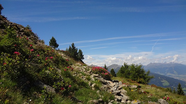 Panorama mit Alpenblumen - wie ...