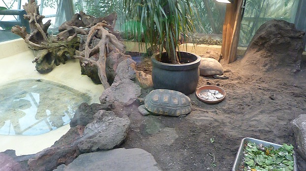 Schildkröten Zoo Dortmund