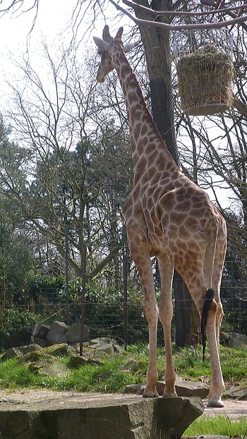 Giraffe Futterkorb Zoo Do