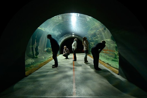 Das sechs Meter lange Tunnelaquarium