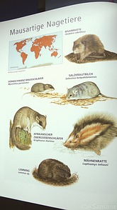 Mäuse aus Enzyklopädie d. Säugetiere