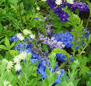 Garten in Blau
