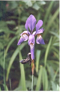 Sibirische Iris - eine schlanke ...