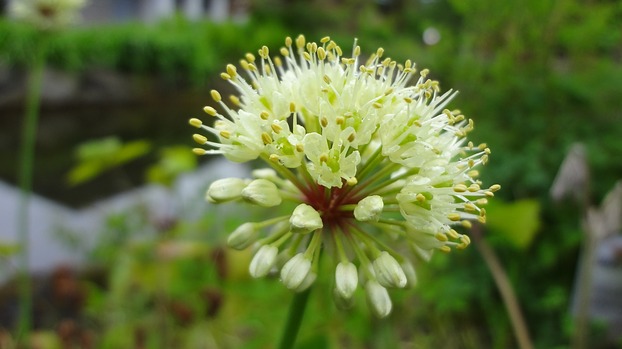 Blüte Allium victorialis