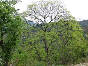 Waschnussbaum