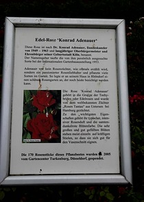 Beschreibung der Rose