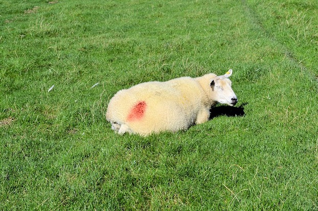 Schafe gibt es überall auf Nordstrand