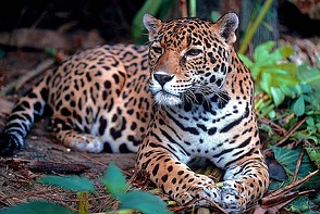 Jaguar - Die größte Raubkatze Amerikas