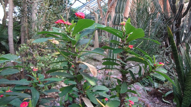 Euphorbia milii im Botanischen ...
