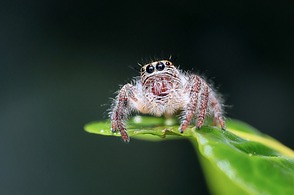 Spinnen können Verhaltenstherapeutis ...