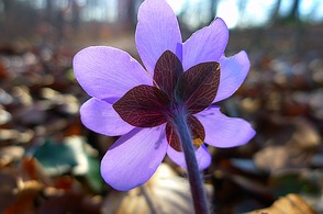 Leberblümchen, Hochblätter violett