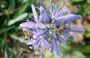 Biene und Camassia