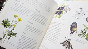 Sachbuch Pflanzenfamilien