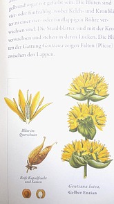Sachbuch Pflanzenfamilien