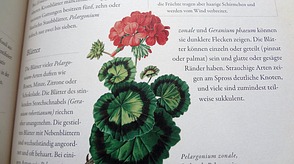 Sachbuch "Pflanzenfamilien"