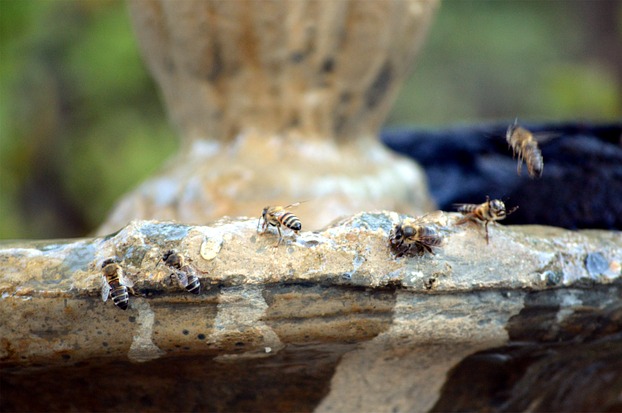 Oudtshoorn Farm - Bienen auf der ...