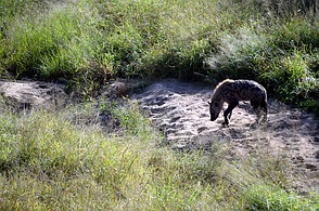Krüger Nationalpark - Hyänen