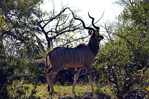 Krüger Nationalpark - Kudu