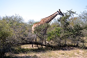 Krüger Nationalpark - Giraffe