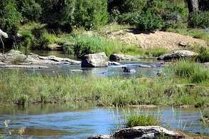 Krüger Nationalpark - Flusspferd