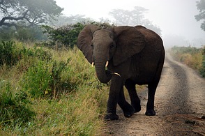 Hluhluwe Wildreservat - Elefant