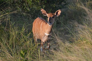 Hluhluwe Wildreservat - Kudu