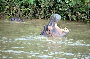 Santa Lucia - Flusspferde
