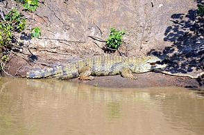 Santa Lucia - Krokodil