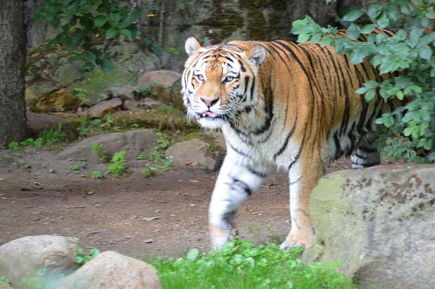 Tiger - Zoo Leipzig