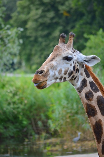 Giraffe - Zoo Leipzig