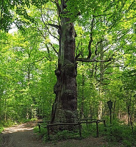 Naturdenkmal Rieseneiche Sauerbusch ...