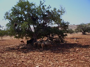 Marokko - Arganienbäume
