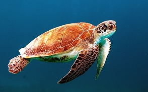 Vorbild "Wasserschildkröte" - ...