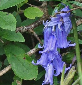 Bluebells, Hyacinthoides non scriptus