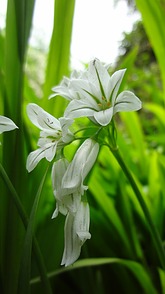 Glöckchenlauch/Allium triquetrum