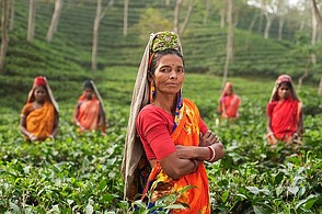 Teekultur in Indien