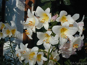 Lilium candidum, Madonnenlilie