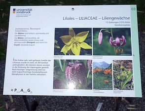 Infotafel Botanischer Garten Innsbruck