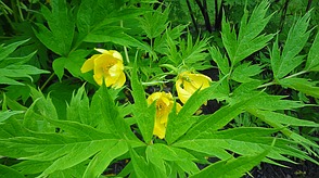 Paeonia wittmaniana