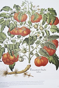 Abb. Tomate aus Florilegium