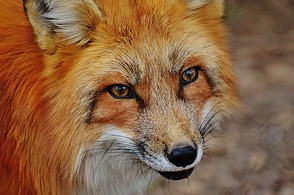 Der Fuchs gilt als schlaues Tier