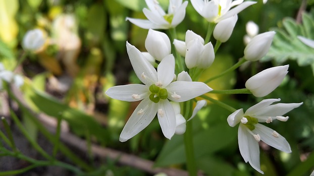 Allium ursinum-Blüte