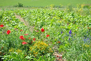 Bio-Gemüseanbau am Bodensee