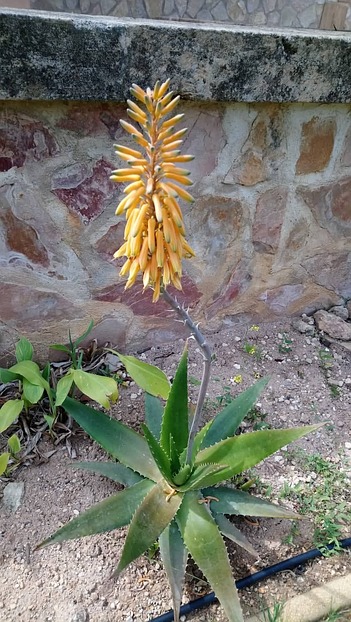 Blühende Aloe vera