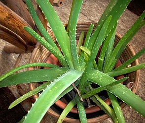 Was sagen die Blätter dieser Aloe aus?